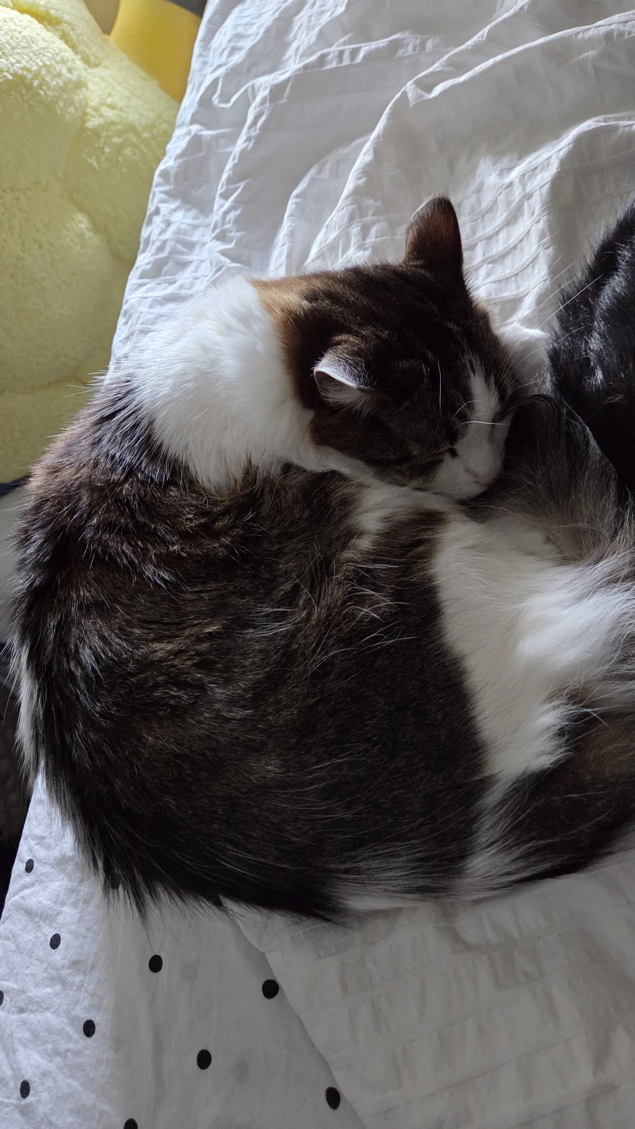 Celebi cosplay - Shizuku - Image 23