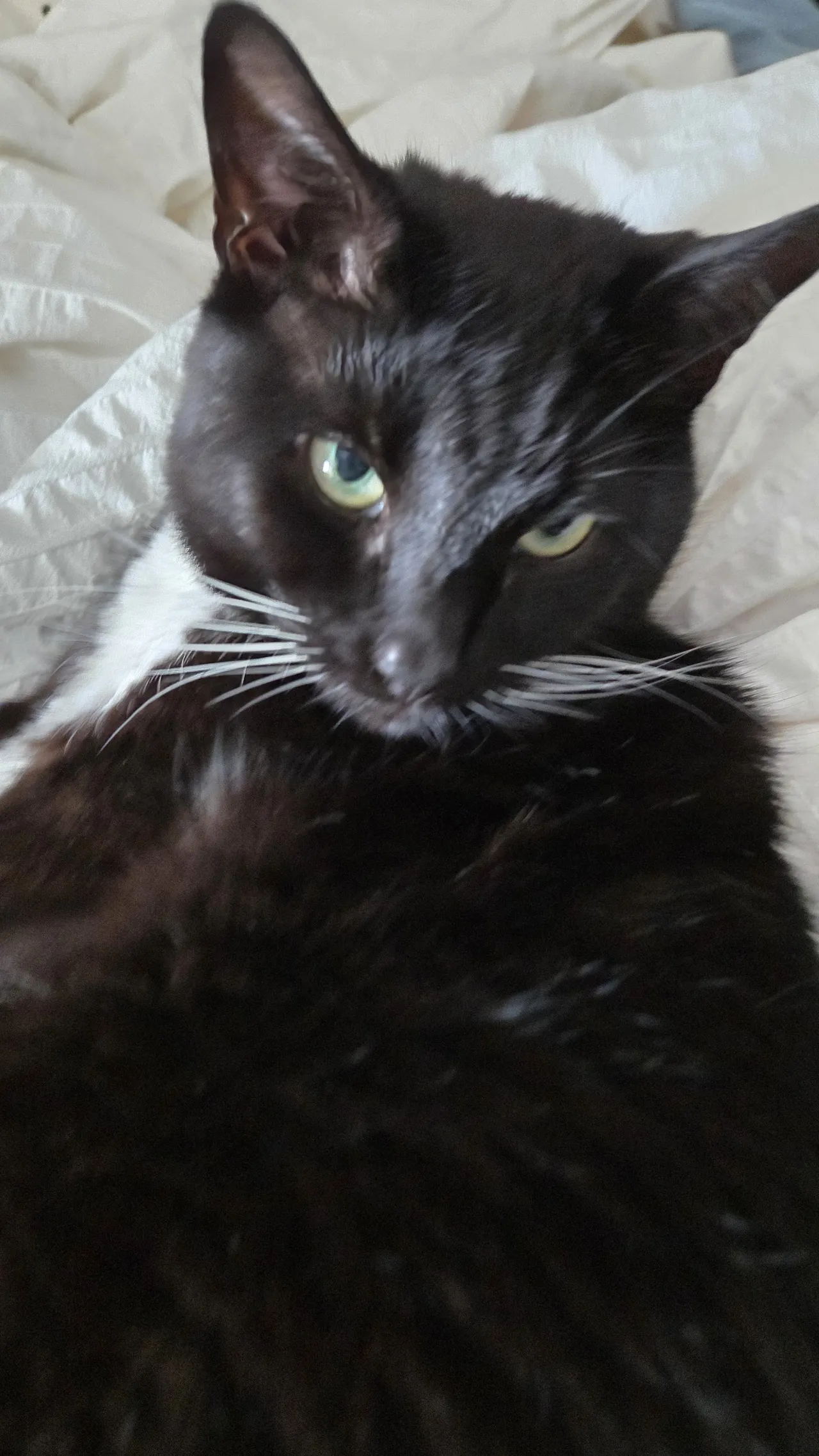 Celebi cosplay - Shizuku - Image 24