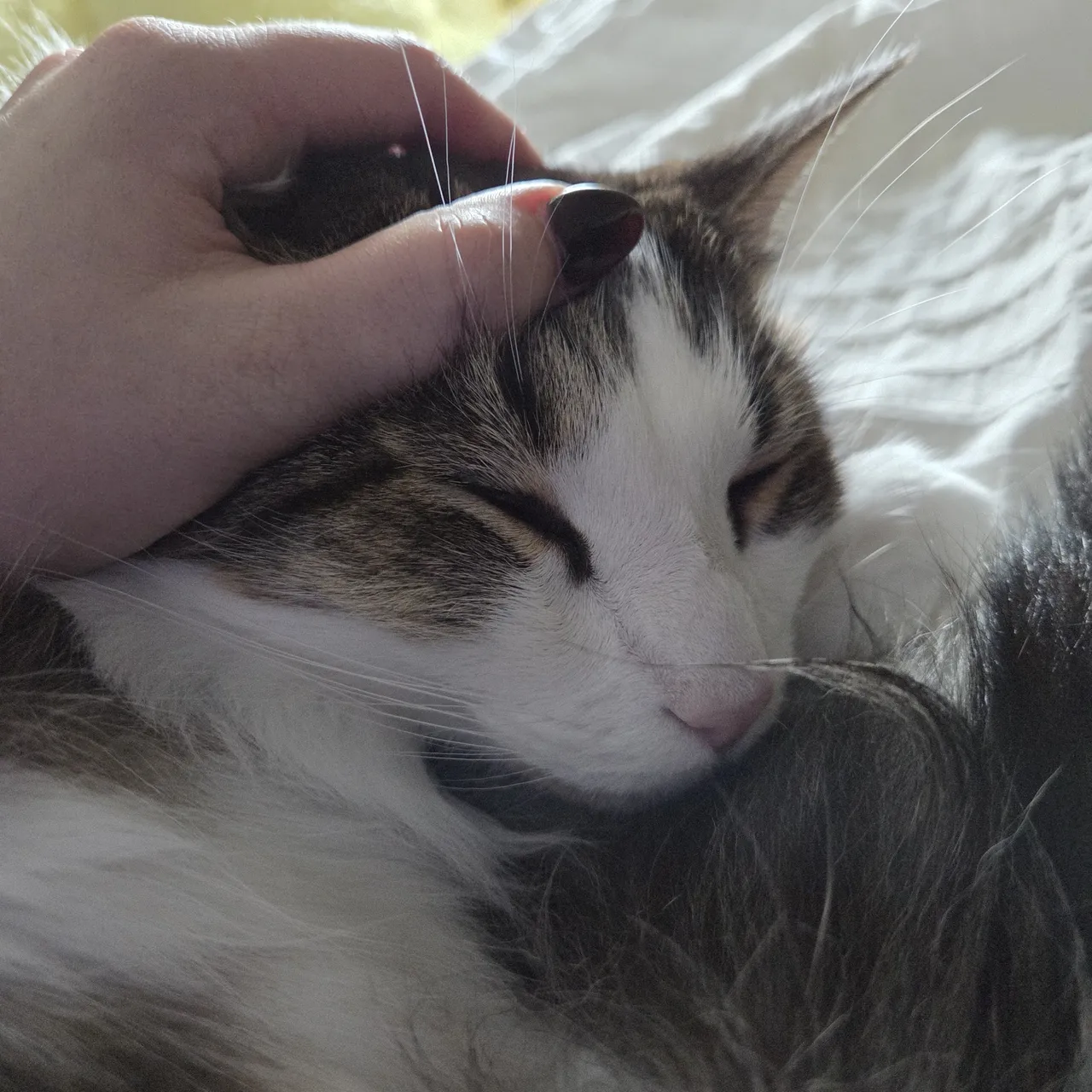 Celebi cosplay - Shizuku - Image 25