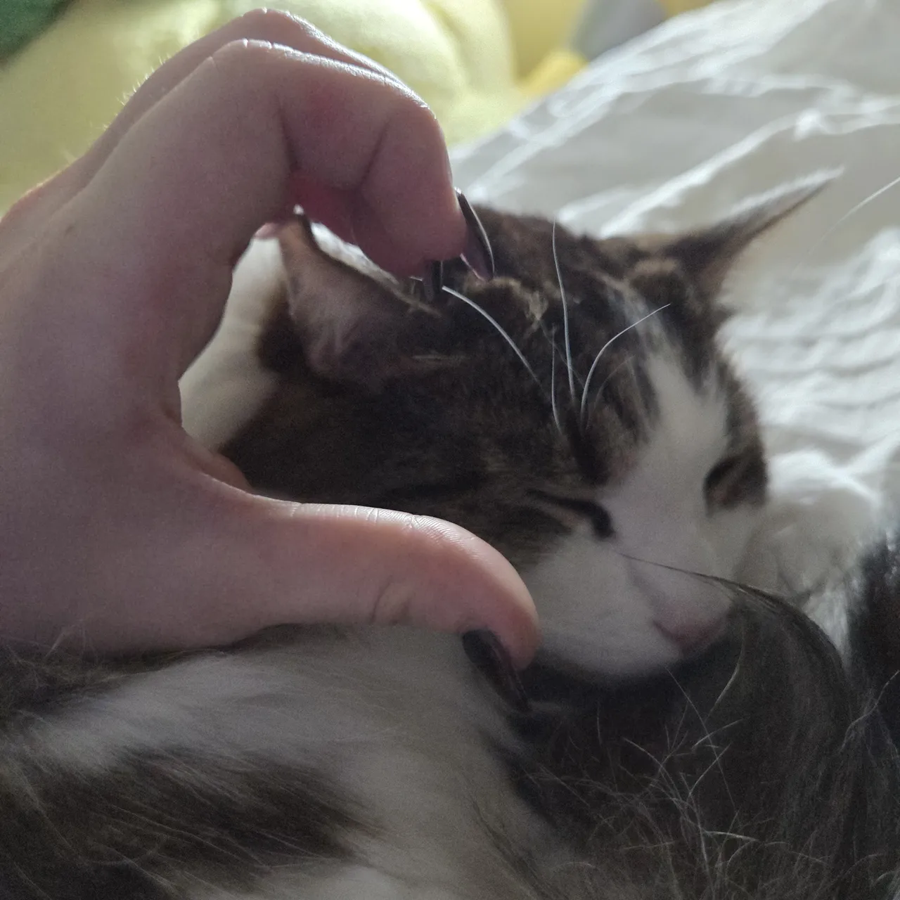 Celebi cosplay - Shizuku - Image 26