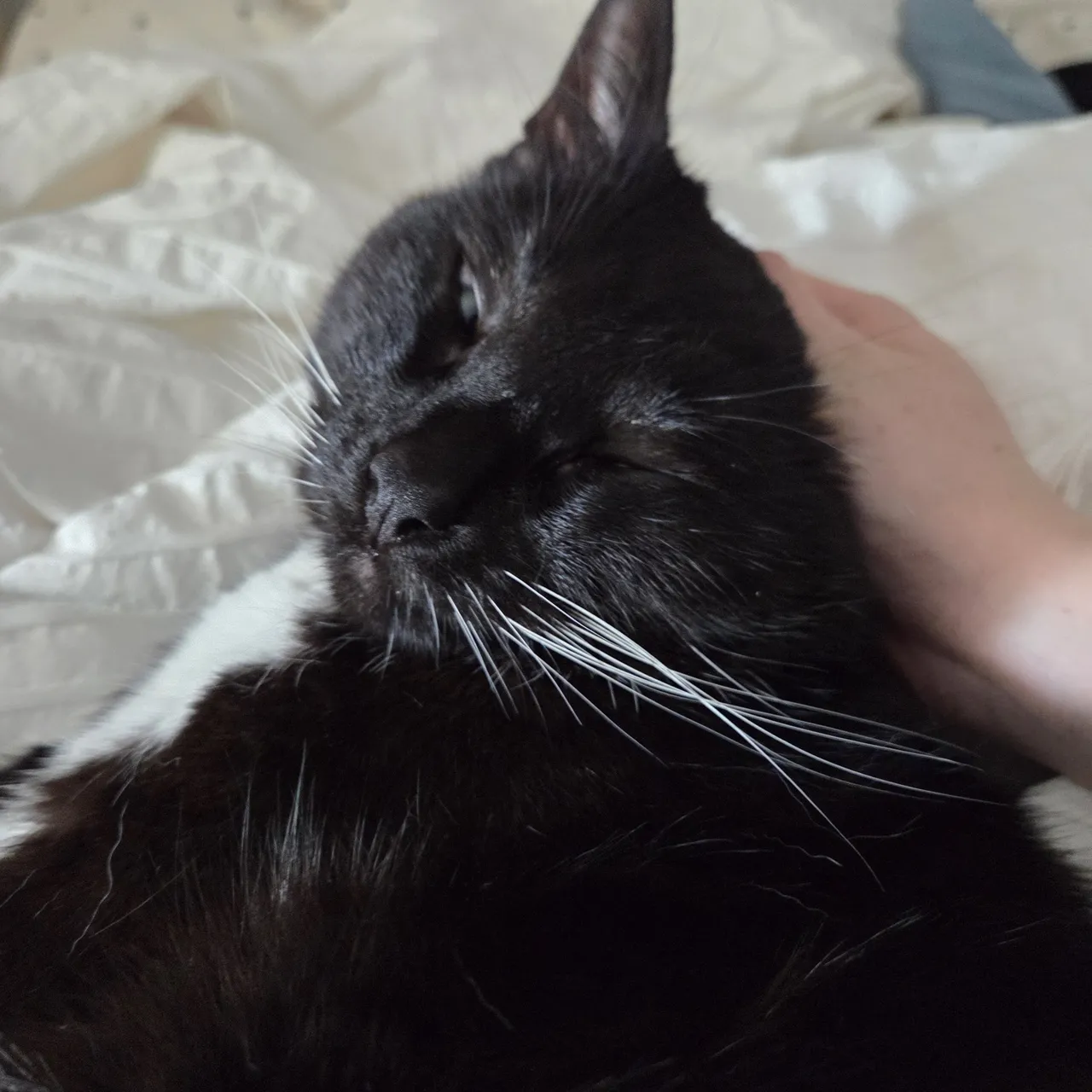 Celebi cosplay - Shizuku - Image 27