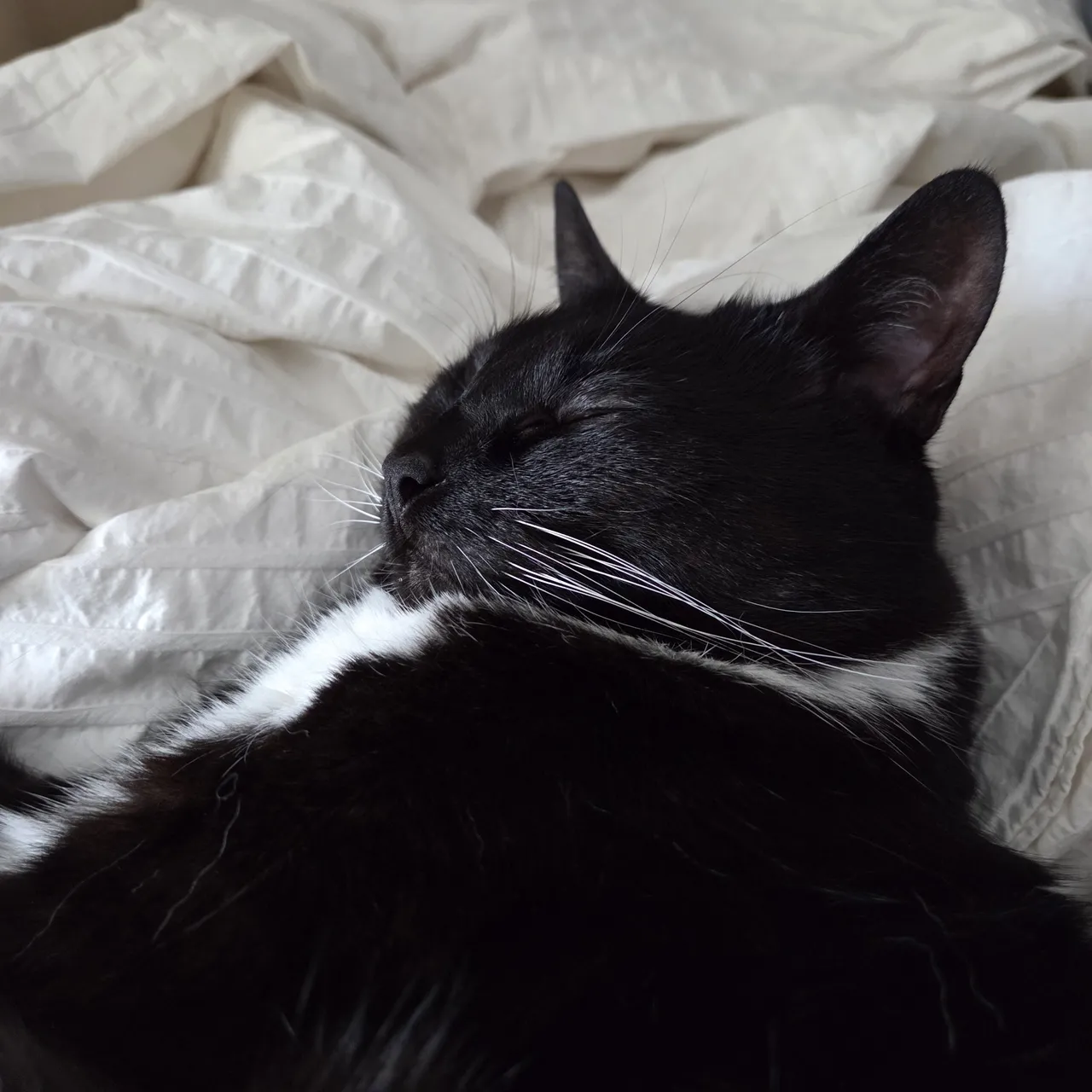 Celebi cosplay - Shizuku - Image 29