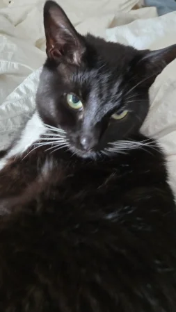 Celebi cosplay - Shizuku - Page 24