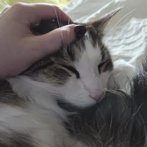 Celebi cosplay - Shizuku - Page 25