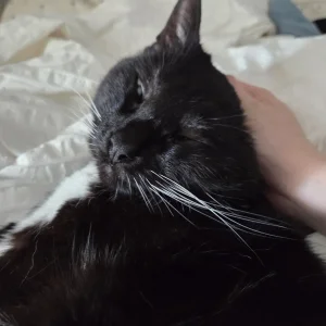 Celebi cosplay - Shizuku - Page 27