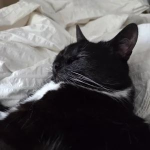 Celebi cosplay - Shizuku - Page 29