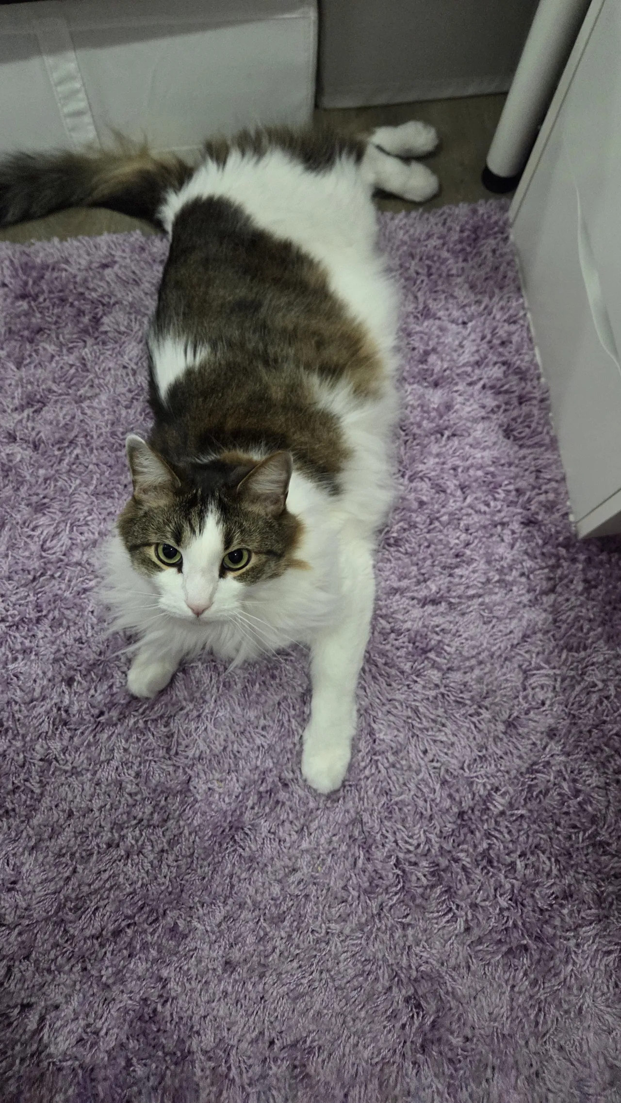 Celebi cosplay - Umbreon - Image 16