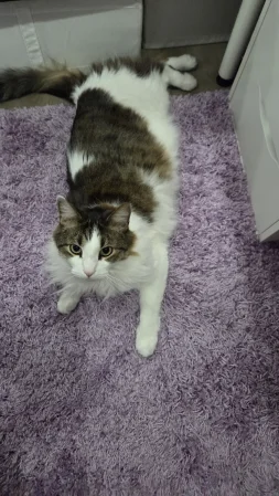 Celebi cosplay - Umbreon - Page 16