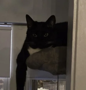 Celebi cosplay - Umbreon - Page 17