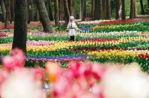 Ely June 2026 A - Frieren in the Flower Sea 花海芙莉蓮 - Page 51