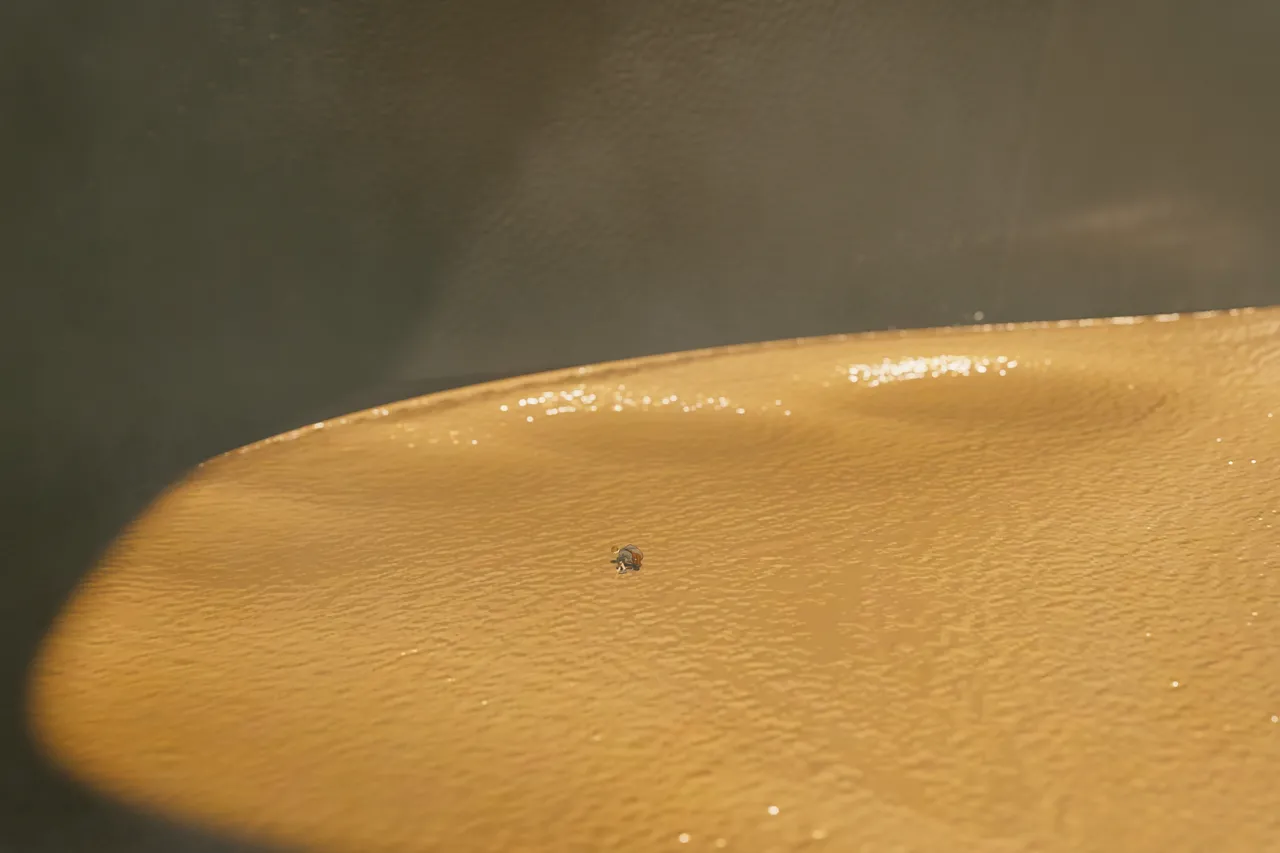 Fanbox 73W 2025.1.29 - 2025.12.11 - Image 294