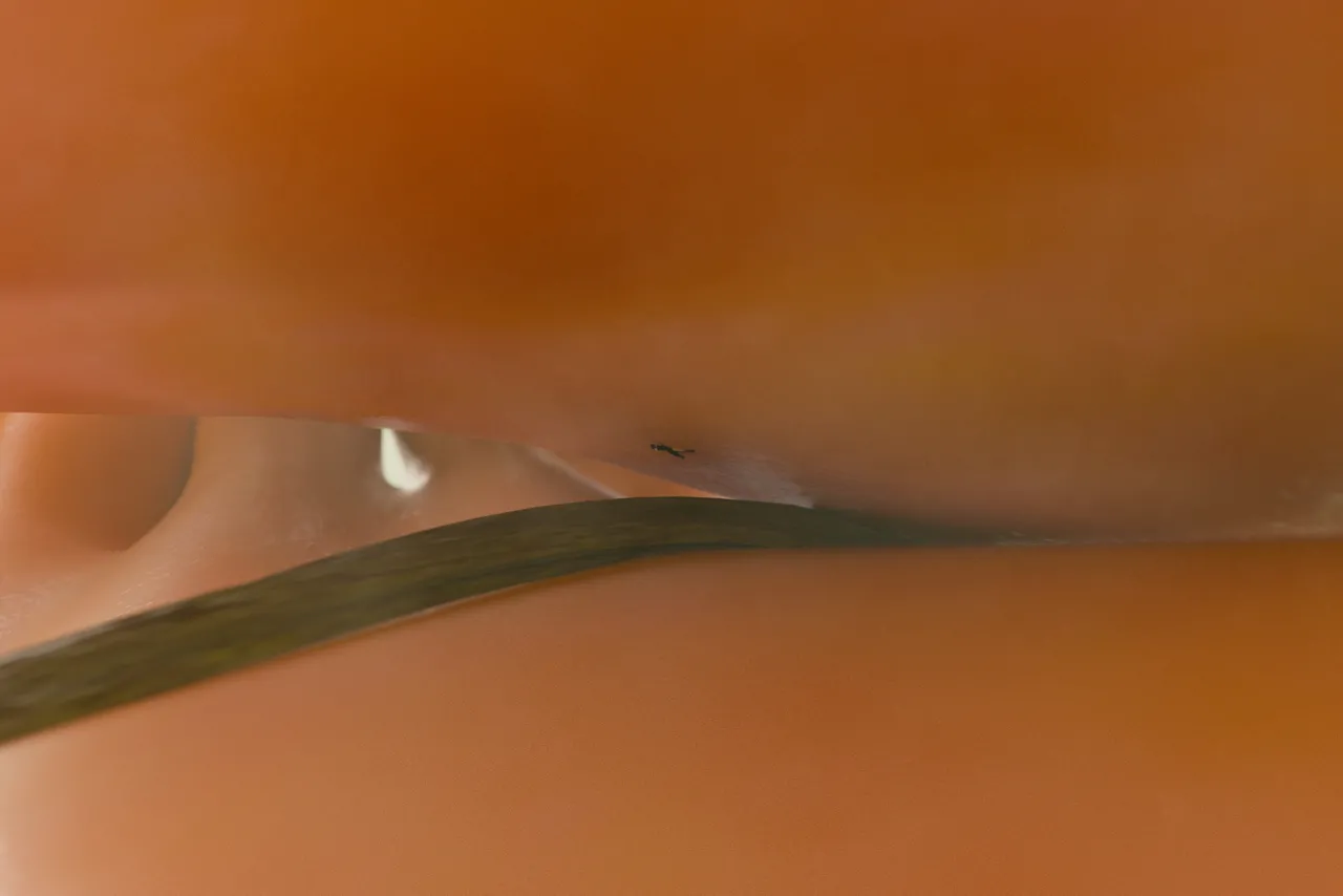 Fanbox 73W 2025.1.29 - 2025.12.11 - Image 508