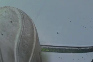 Fanbox 73W 2025.1.29 - 2025.12.11 - Page 337