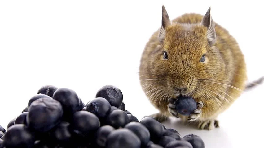 Helena Knight AmateurthrowawayTaimanin OC Various Artists Boxman InkerAnon TheHGuyH NaughtRot TapLewds Kilprels Hypnotic Pixels MajiNSFW ihsnet PinkSeito Arqo thegmun kokomi Oshino3D kokomiin - Image 101