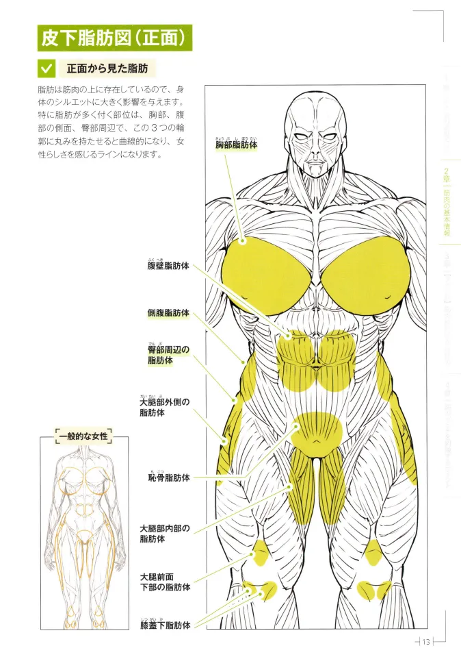 How to Draw a Muscular Girls for the First Time - Master the Key Muscle Points - Image 17