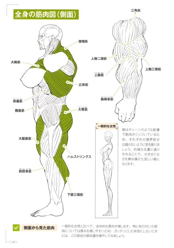 How to Draw a Muscular Girls for the First Time - Master the Key Muscle Points - Image 18