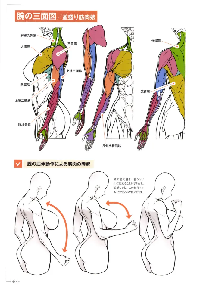 How to Draw a Muscular Girls for the First Time - Master the Key Muscle Points - Image 44