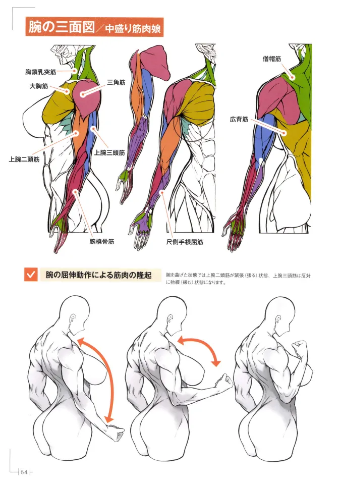How to Draw a Muscular Girls for the First Time - Master the Key Muscle Points - Image 68