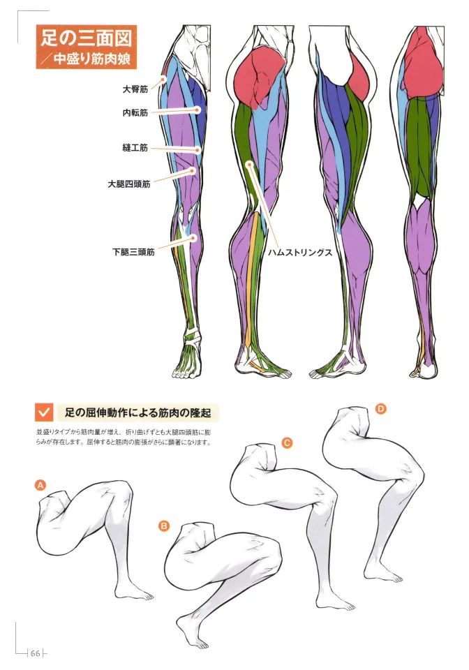 How to Draw a Muscular Girls for the First Time - Master the Key Muscle Points - Image 70
