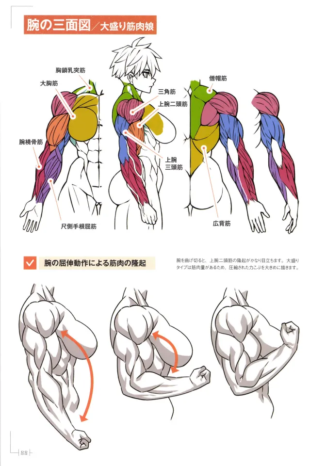 How to Draw a Muscular Girls for the First Time - Master the Key Muscle Points - Image 92