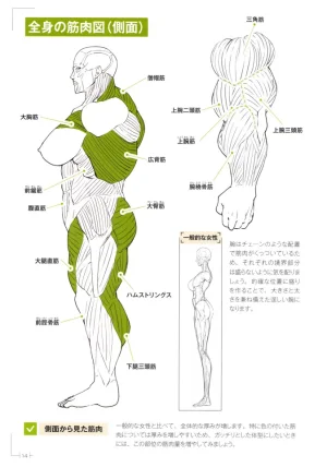 How to Draw a Muscular Girls for the First Time - Master the Key Muscle Points - Page 18