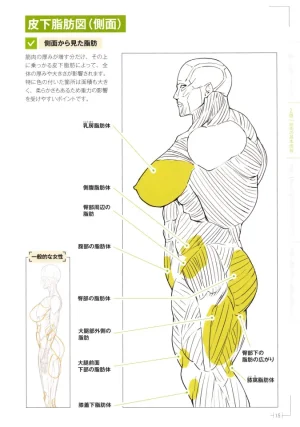 How to Draw a Muscular Girls for the First Time - Master the Key Muscle Points - Page 19