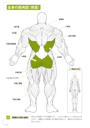 How to Draw a Muscular Girls for the First Time - Master the Key Muscle Points - Page 20