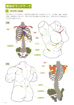 How to Draw a Muscular Girls for the First Time - Master the Key Muscle Points - Page 22