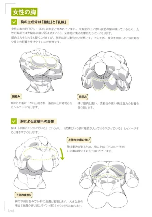 How to Draw a Muscular Girls for the First Time - Master the Key Muscle Points - Page 24