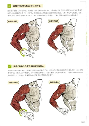 How to Draw a Muscular Girls for the First Time - Master the Key Muscle Points - Page 29
