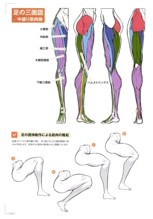 How to Draw a Muscular Girls for the First Time - Master the Key Muscle Points - Page 70