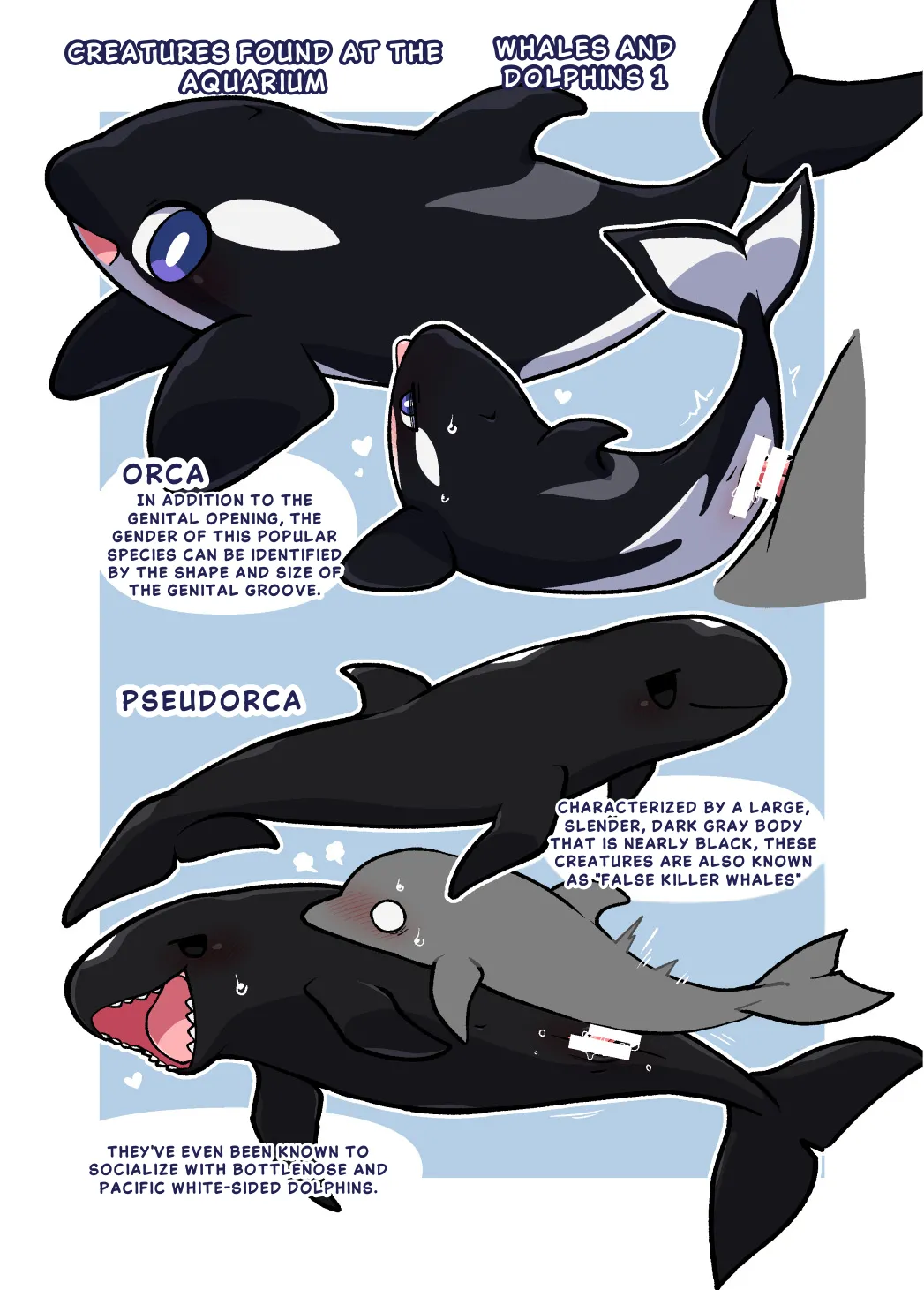 Ika Guerrilla Kageyama Dokidoki Suizokukan English - Image 10