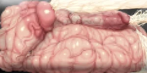 Piyokorota Kai Takkyo-ku Chousa Nisshi 2 Kouhen Portuguese-BR - Page 94