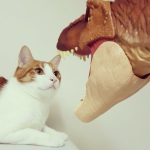 Twitter 迷子焼き maigoyaki - Page 233