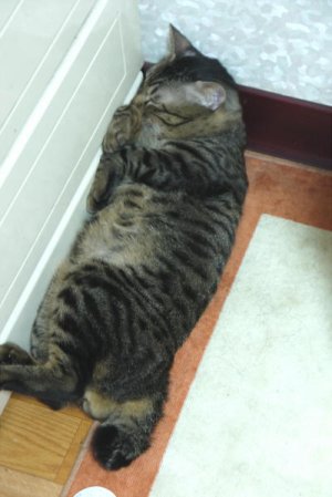 Twitter 迷子焼き maigoyaki - Page 331